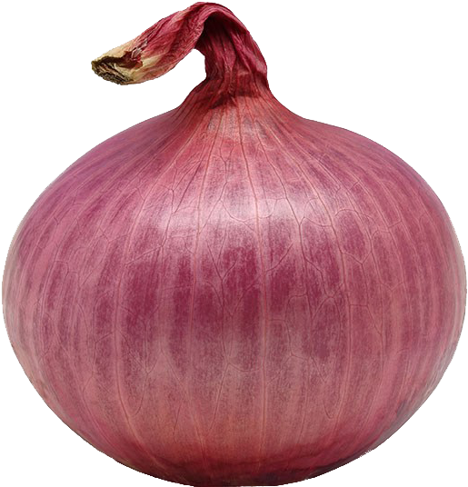 red onion single isolated t7ty4uik9hibx692